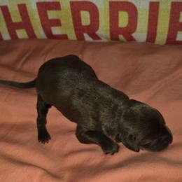 No collar - Chocolate female Labrador Retriever puppy in Arlington, Washington from Stout's Hunting Labs and trsbullies