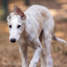 Borzoi Puppies from Rezance Borzoi