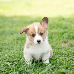 Mint Collar - Virginia - Sable female Pembroke Welsh Corgi puppy in Waverly Hall, Georgia from 6g Ranch Corgis
