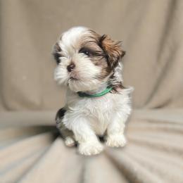 AKC-Domino - Liver and white male Shih Tzu puppy in Mooresville, North Carolina from Juji Shih Tzu