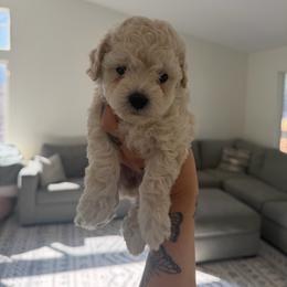 Girl 2 - Cream female Poodle puppy in Grass Valley, California from Cuddle Paws Poodles