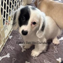 Boy two - Black and cream male Dachshund puppy in Lakeland, Florida from Ruthie’s Rich Mini Dachshunds