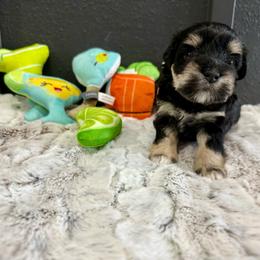 Mimosa - Black and silver female Miniature Schnauzer puppy in St. Augustine, Florida from Ancient City Schnauzers