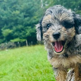Sushi - Blue merle Aussiedoodle puppy in Watertown, Wisconsin from Little Bear Paws Aussiedoodles