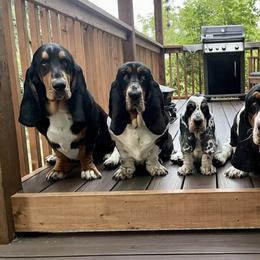 Basset Hounds from Dilley's Country Bassets