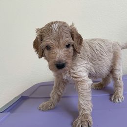 Double Doodle, Goldendoodle, Labradoodle, and Poodle Puppies from Amore Doodles & Poodles