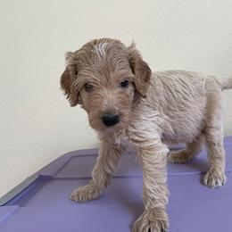 Double Doodle, Goldendoodle, Labradoodle, and Poodle Puppies from Amore Doodles & Poodles