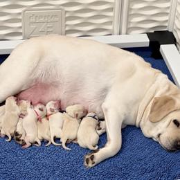 Boy 3 - Yellow male Labrador Retriever puppy in Cave Junction, Oregon from Serenity Labradors