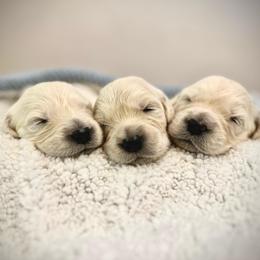 Miss Genie - Light golden female Golden Retriever puppy in Midlothian, Texas from Brightest Days