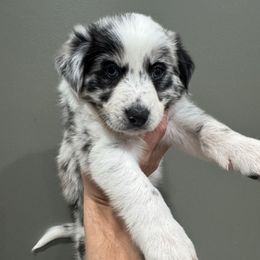 Rockruff - Slate merle female Border Collie puppy in Madisonville, Kentucky from Parris Border Collies