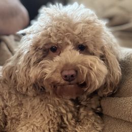 Lilli - Australian Labradoodle