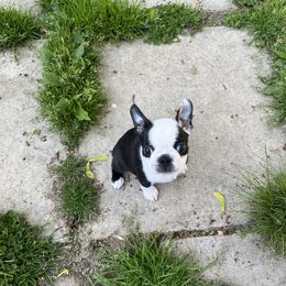 Boston Terrier Puppies from Benders Boston’s