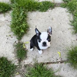 Boston Terrier Puppies from Benders Boston’s