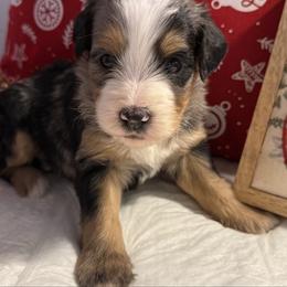 Boy 5 - Merle male Bernedoodle puppy in Perryville, Maryland from Heavenly Heritage Dachshunds and Doods