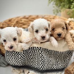 Maltipoo puppies from Grassy Meadow Pups