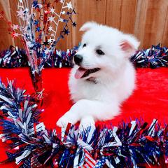 American Eskimo Dog Puppies from Pecan Ridge Puppies