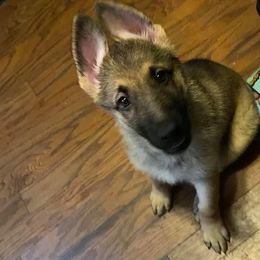 German Shepherds from YJ Kennels