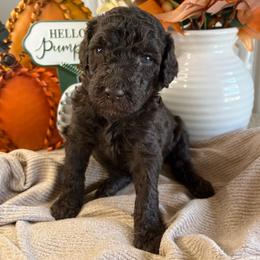 Twinkle-Girl 1 - Brown female Poodle puppy in Calimesa, California from Teakwood Poodles of SoCal