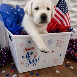 Mr. Brown, Bronco - Yellow male Labrador Retriever puppy in Nampa, Idaho from Gwyneira labs of Idaho