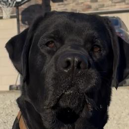 TBD - Labrador Retriever