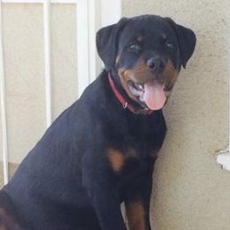 Rottweiler Puppies from Central Valley Rottweilers