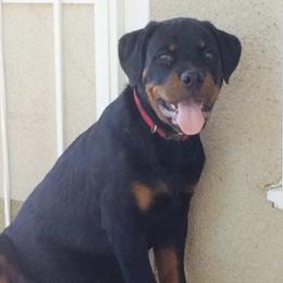 Rottweiler Puppies from Central Valley Rottweilers