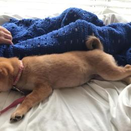 Shiba Inu and Yorkshire Terrier Puppies from Royal Kennels
