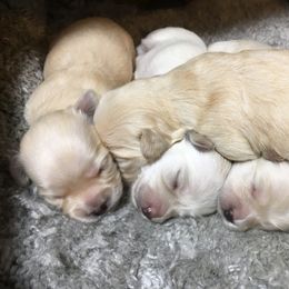 Havanese Puppies from Ravhav Havanese