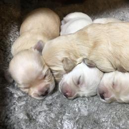 Havanese Puppies from Ravhav Havanese