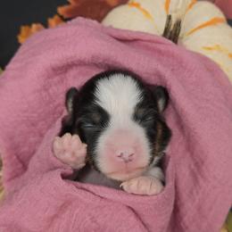 Rosie - Black and tan female Pembroke Welsh Corgi puppy in Dickeyville, Wisconsin from J&R Shepherds & Corgis