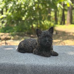 Gabby - Black brindle female Cairn Terrier puppy in Mountain Grove, Missouri from CreekTop
