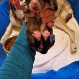 Alaskan Husky and Siberian Husky Puppies from Lakeland Huskies