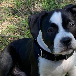 American Bullies from David’s House of Bullyz
