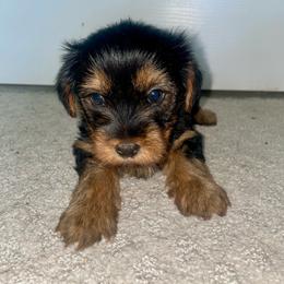 Dani - Black and tan female Yorkshire Terrier puppy in Southfield, Michigan from Yorkies for Life