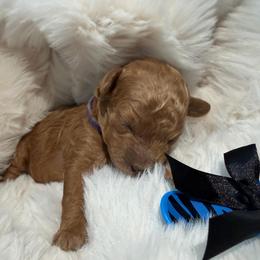 Sunny - Apricot male Poodle puppy in Saginaw, Texas from Pawcious Poodles