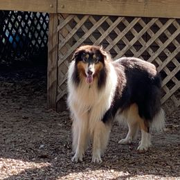 Bandit - Collie