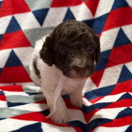 White Collar Boy - Phantom male Poodle puppy in Huntsville, Alabama from Flint River Poodles