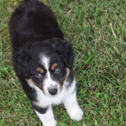 Girl 4 - Black tri-color female Australian Shepherd puppy in Nebraska from Our Barn Aussies