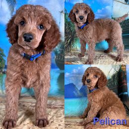 Pelican - Red  male Poodle puppy in Swansboro, North Carolina from Monarch Standard Poodles