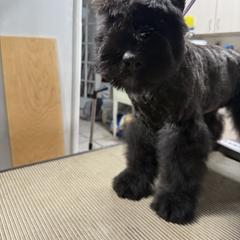 Bouvier des Flandres Puppies from Ambassador BOUVIER