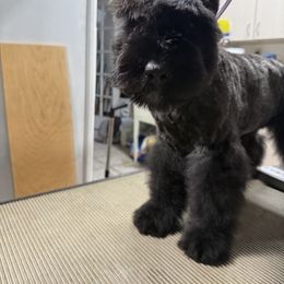 Bouvier des Flandres Puppies from Ambassador BOUVIER