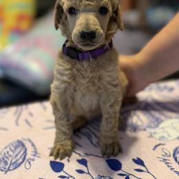 Genie - Apricot female Poodle puppy in Brooksville, Florida from Ariella Standard Poodles & Chinese Cresteds