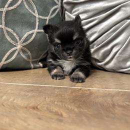 Chihuahua Puppies from Clan Cordovathone