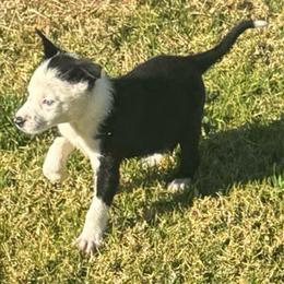 618 - Black and white female Border Collie puppy in Temecula, California from West Coast Border Collies