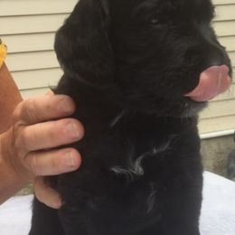 Goldendoodle Puppies from Carol Vancil