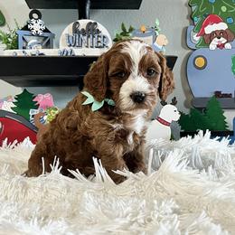 Aqua Collar Male - Red  male Goldendoodle puppy in Bradenton, Florida from Suncoast Goldendoodles