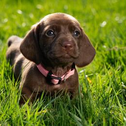 Pink - Chocolate female Dachshund puppy in Bakersfield, California from LongDogs Bakersfield