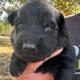 Dark green collar boy - Black male German Shepherd puppy in Lake City, Florida from Saylor Shepherds