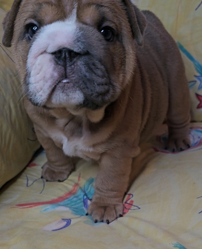 "Carnage x Paczki Summer 2023 litter" Bulldog Puppies from Illinois Bullies Kennel