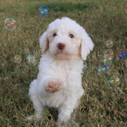 Goldendoodle, Labradoodle, and Poodle Puppies from CNR Farms